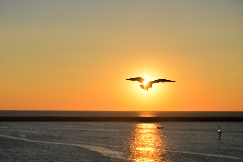 sea-sunset-bird-flying